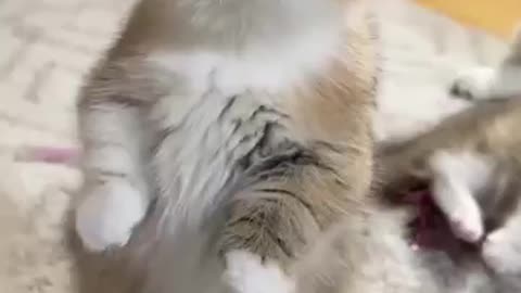 Funny cat