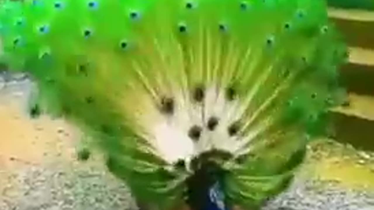 Beautiful peacocks
