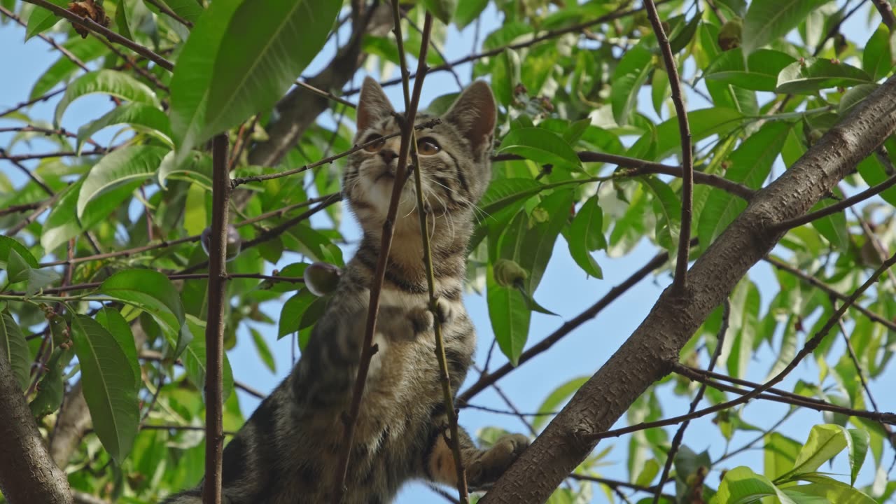 This cat likes climbing on trees 🪜 🌴🤣