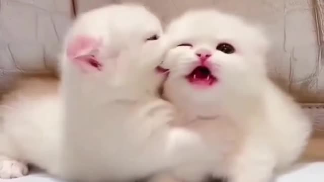 Love cat