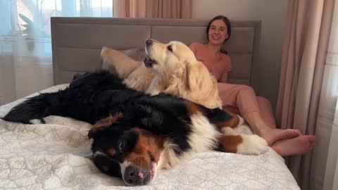 Golden Retriever and Bernese Mountain Dog Fight for Mom's Attention