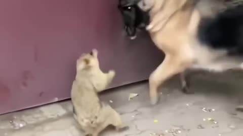 Marmot VS German Shepherd