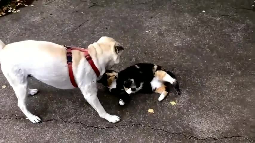 Funny Dog And Cute cat Playing Video