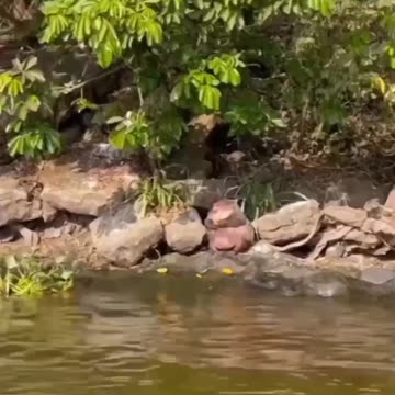"Unleashing Unlikely Friendships: A Hilarious Tale of a Dog, Monkey, and Rat's Mischievous Adventures!"