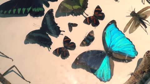 beautiful butterfly wings