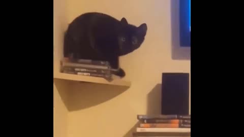 Cat 😺 funny moments in usa #rumble #cat #dog