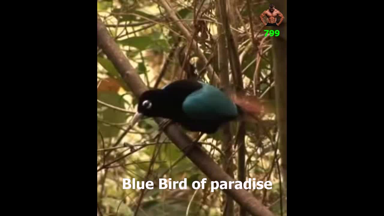 Birds & blue bird of paradise