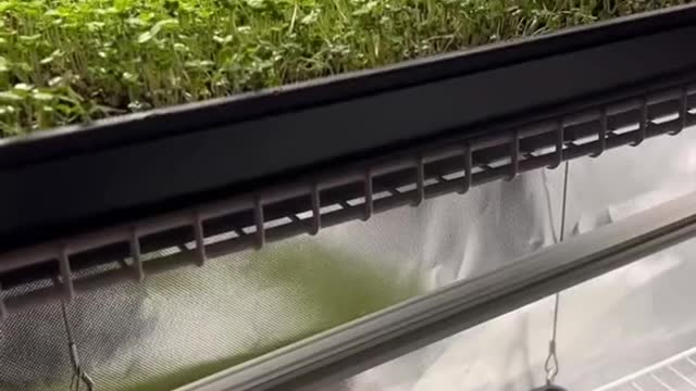 Microgreens under HLG beams