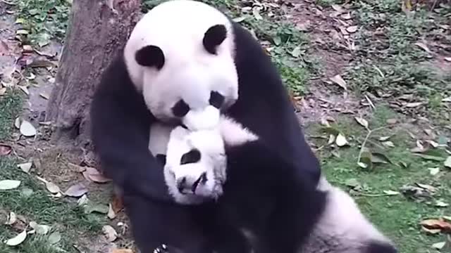 Bamboo Bear
