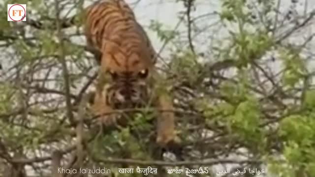 TIGER VS MONKEY