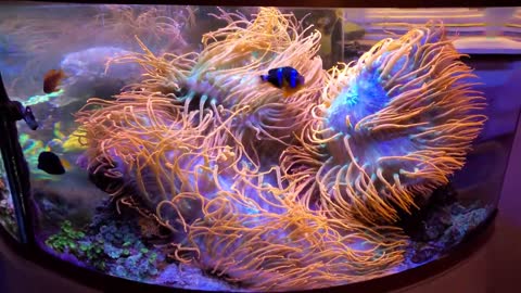 Anemone Reef