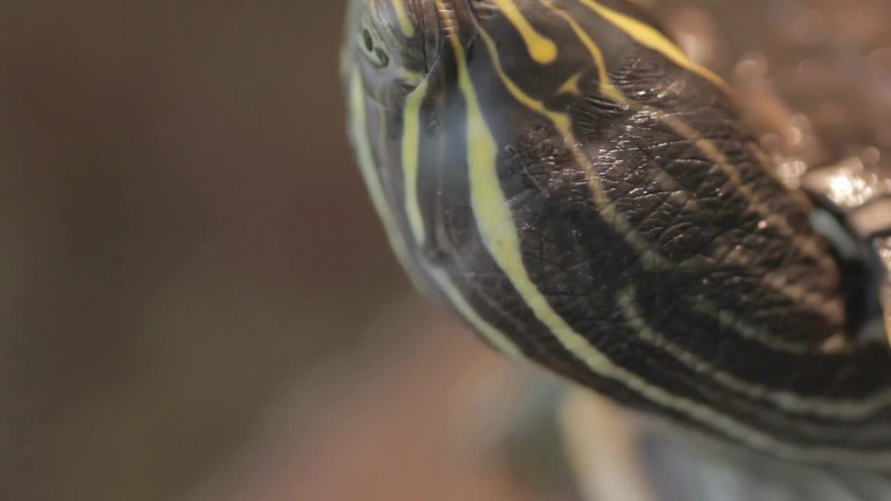 Macro shot of a small turtle moving his head