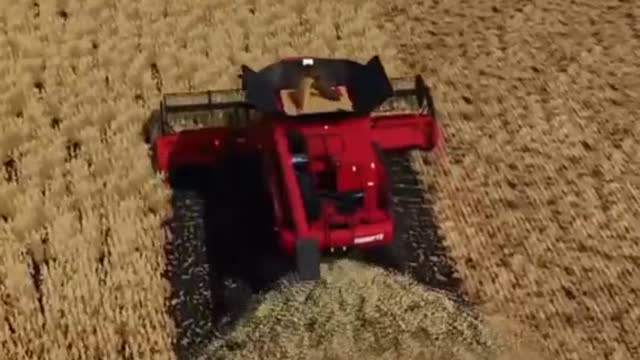 NOOB VS PRO!🌾