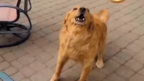 Best Funny Animals Video