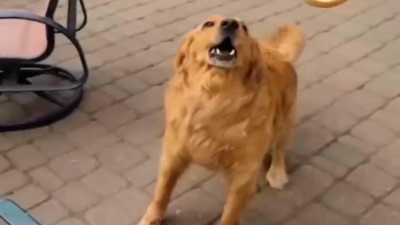 Best Funny Animals Video