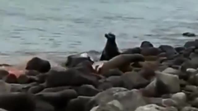 Have you seen half a sea lion?