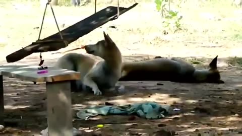 Troll Prank Lion in dog park