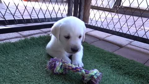 The Funniest Labrador Puppy Playdate!!