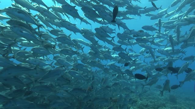 a group of sharks swimming