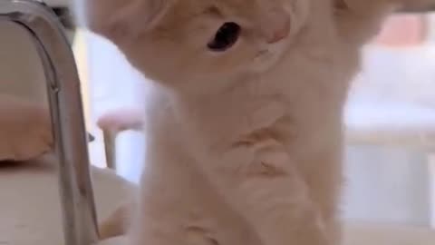 the funniest cat video