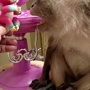 Monkey Surprised By Movin/Talkin Fingerling Monkey