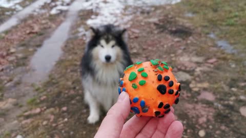 Jerry needs no help playing with his ball.