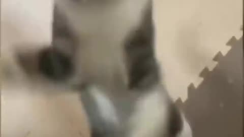 Top funny Cats