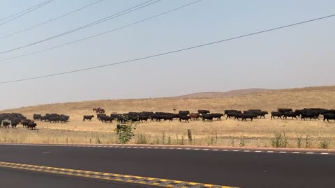 Cowboys moving cattle