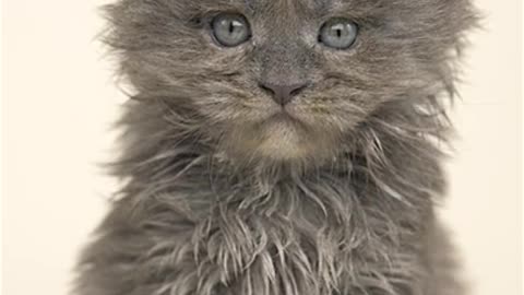 Blue Baby girl | Maine Coon Kittens