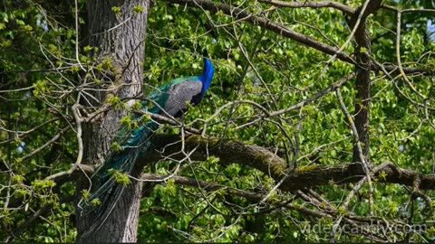PEACOCK 4