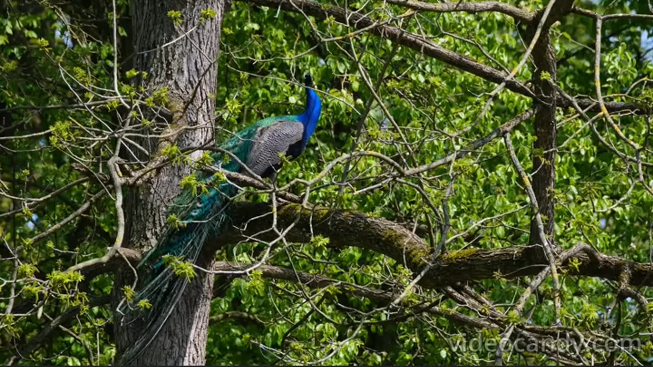 PEACOCK 4