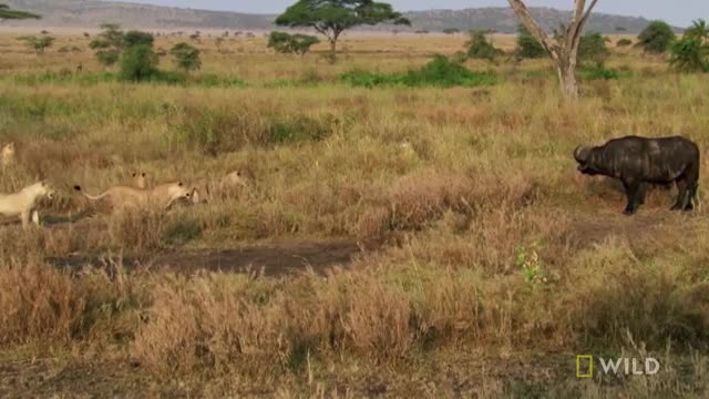 How A Lion Pride Hunts Prey -Cats-Attack