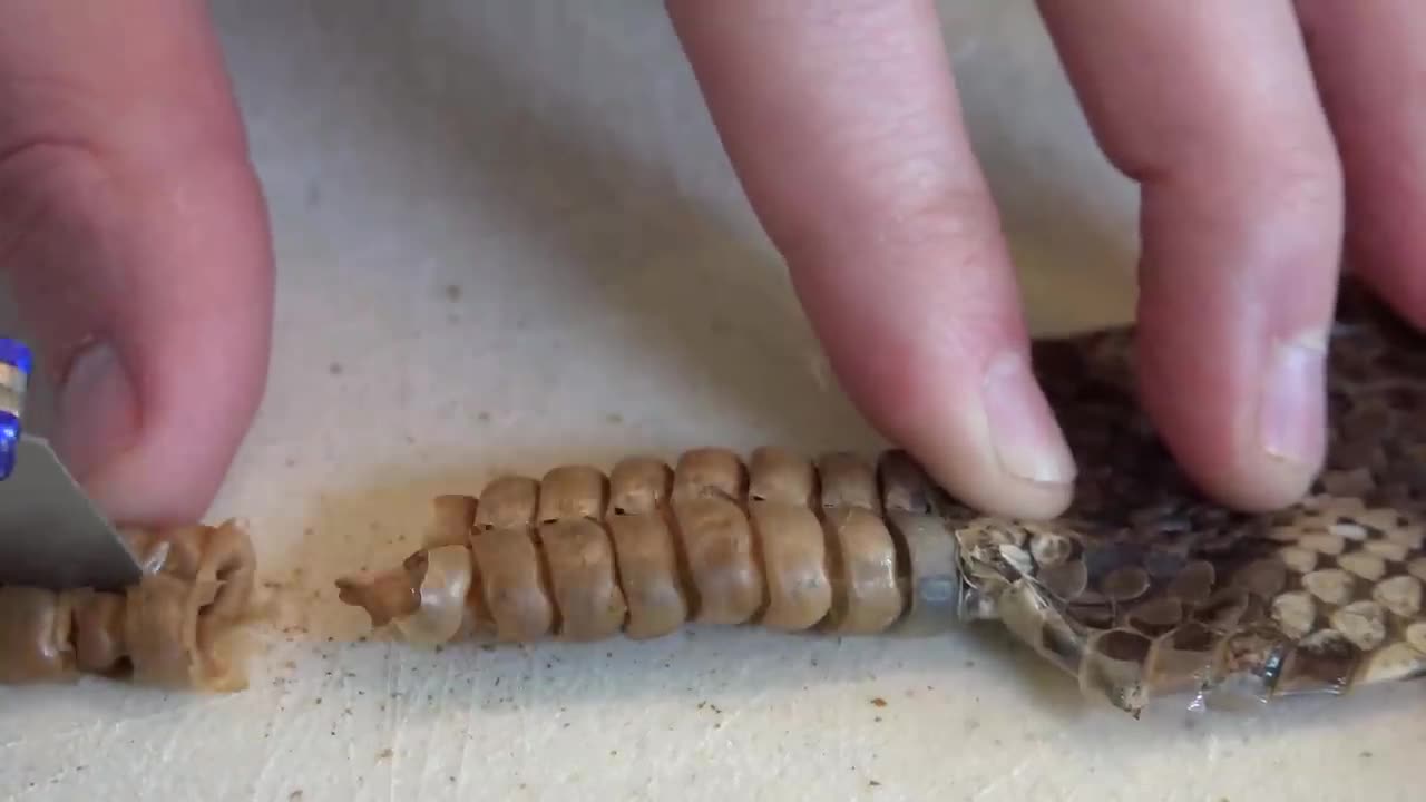 What's inside a Rattlesnake Rattle?