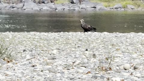 Juvenile Bald Eagle ASMR