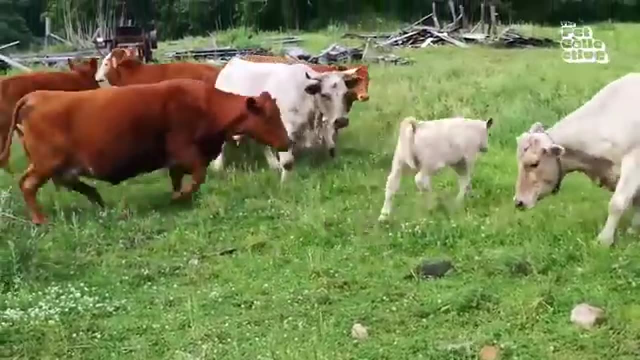 Funniest Farm Animals