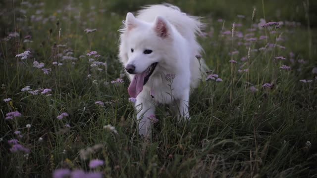 Pets with beautiful nature ( Dog lover )