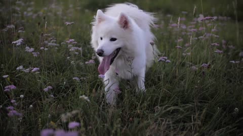 Pets with beautiful nature ( Dog lover )