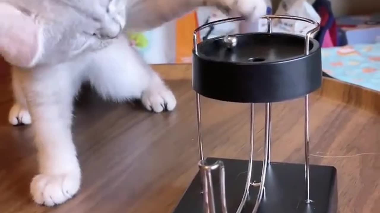 Funny cats and dogs videoes#2