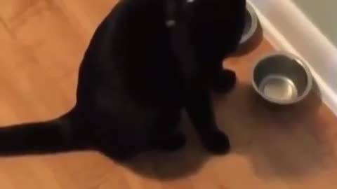 🙏❤🎉🎉🎉🎊🎊🎊️SWEET AND FUNNY ANIMALS SHOTS 🙏❤️❤️🎉🎉🎉🎊🎊🎊