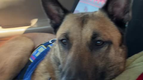 Belgian Malinois service dog try’s so hard to stay awake.