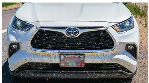 Mary Greeley News - Biblical Plague of Grasshoppers Caused By Tribes Water Fight?