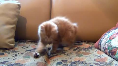 very fun cat