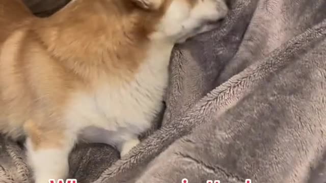 When a corgi attacks