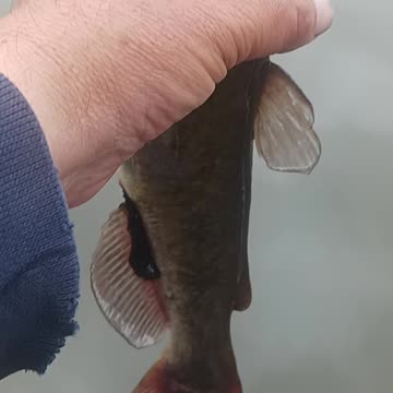 Bullhead catfish