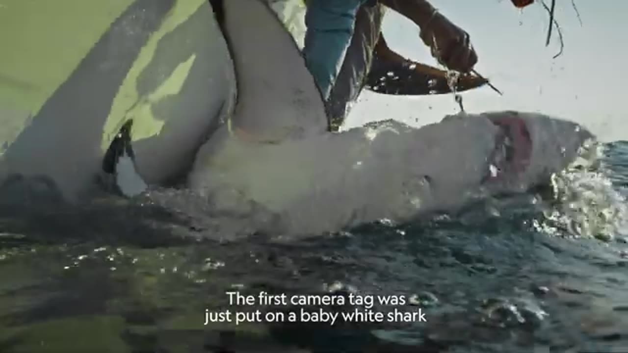 Sharkfest_Cinematic___Official_Trailer___National_Geographic(360p)