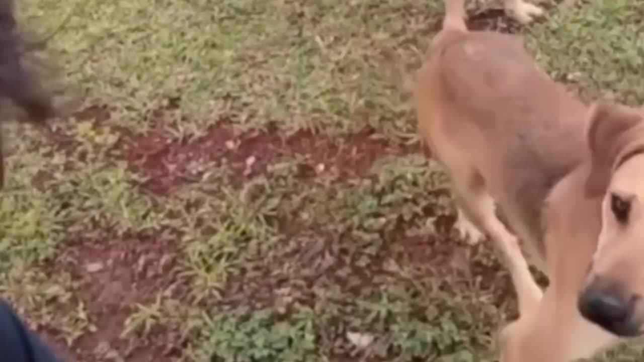 very funny cat and dogs compilation/😂😂