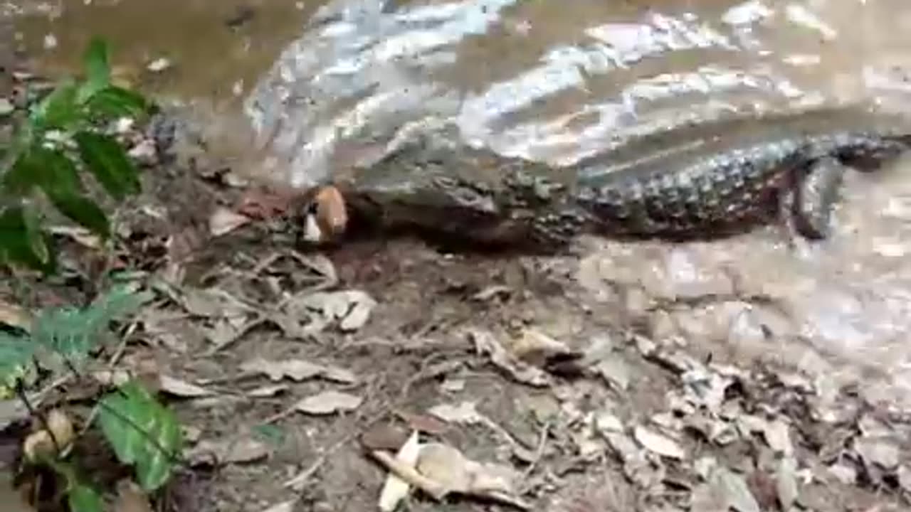 Peixe Elétrico matando Jacaré
