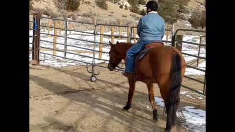 Horses_Wyoming Spring_Round Pen