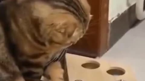 Cat Funny Videos Moment