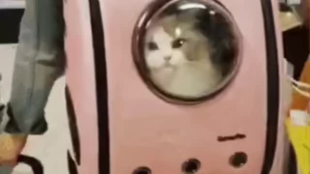 Cute Cat Gif